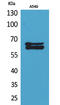 NUMB Endocytic Adaptor Protein antibody, STJ96685, St John