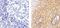 Syndecan 1 antibody, PA5-16918, Invitrogen Antibodies, Immunohistochemistry paraffin image 