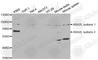 ASH2 Like, Histone Lysine Methyltransferase Complex Subunit antibody, A5392, ABclonal Technology, Western Blot image 