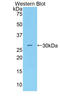 Complement Factor D antibody, LS-C293492, Lifespan Biosciences, Western Blot image 