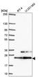 Eukaryotic Translation Initiation Factor 3 Subunit K antibody, HPA054590, Atlas Antibodies, Western Blot image 