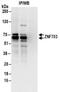 Zinc Finger Protein 703 antibody, NBP2-32139, Novus Biologicals, Immunoprecipitation image 