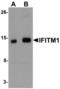 Interferon Induced Transmembrane Protein 1 antibody, LS-B5485, Lifespan Biosciences, Western Blot image 