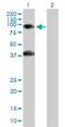 Growth Arrest Specific 2 Like 1 antibody, H00010634-B01P, Novus Biologicals, Western Blot image 