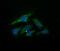 Ubiquitin-conjugating enzyme E2 G2 antibody, MA5-26096, Invitrogen Antibodies, Immunocytochemistry image 