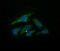 Ubiquitin-conjugating enzyme E2 G2 antibody, MA5-26096, Invitrogen Antibodies, Immunocytochemistry image 