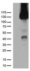 CD31 antibody, CF504891, Origene, Western Blot image 