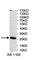 Oxidative Stress Induced Growth Inhibitor Family Member 2 antibody, abx122927, Abbexa, Western Blot image 