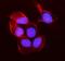 Myosin Heavy Chain 10 antibody, A02681-1, Boster Biological Technology, Immunofluorescence image 