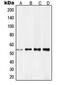 RXR gamma antibody, MBS820548, MyBioSource, Western Blot image 