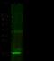 Protein S100-A7 antibody, 11141-RP02, Sino Biological, Western Blot image 