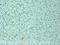 Interleukin 12A antibody, ab9992, Abcam, Immunohistochemistry paraffin image 
