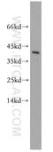 Torsin Family 2 Member A antibody, 19511-1-AP, Proteintech Group, Western Blot image 