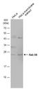 RAB5B, Member RAS Oncogene Family antibody, GTX106661, GeneTex, Western Blot image 