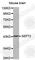 Septin 2 antibody, A3276, ABclonal Technology, Western Blot image 