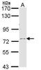 Calpain 10 antibody, PA5-29873, Invitrogen Antibodies, Western Blot image 