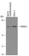 PR domain zinc finger protein 14 antibody, PA5-47820, Invitrogen Antibodies, Western Blot image 