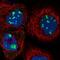 Bystin Like antibody, PA5-56679, Invitrogen Antibodies, Immunofluorescence image 