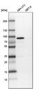 Peroxisomal Biogenesis Factor 5 antibody, PA5-58716, Invitrogen Antibodies, Western Blot image 