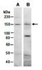 Nuclear Receptor Binding SET Domain Protein 2 antibody, orb67151, Biorbyt, Western Blot image 