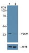 Folate Receptor Alpha antibody, LS-B13944, Lifespan Biosciences, Western Blot image 