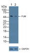 Fumarate Hydratase antibody, LS-C374274, Lifespan Biosciences, Western Blot image 