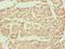 Calpain 1 antibody, LS-C375391, Lifespan Biosciences, Immunohistochemistry frozen image 