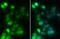 HNF1 Homeobox A antibody, NBP1-33596, Novus Biologicals, Immunofluorescence image 