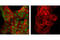 Signal Transducer And Activator Of Transcription 5A antibody, 4322S, Cell Signaling Technology, Immunofluorescence image 