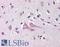 Neuritin 1 antibody, LS-B535, Lifespan Biosciences, Immunohistochemistry paraffin image 