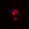 Neutrophil Cytosolic Factor 1 antibody, orb256708, Biorbyt, Immunofluorescence image 