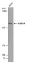 AT-Rich Interaction Domain 1A antibody, GTX632013, GeneTex, Western Blot image 