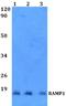 Receptor Activity Modifying Protein 1 antibody, A04978, Boster Biological Technology, Western Blot image 