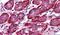 Thyroid Hormone Receptor Alpha antibody, PA5-18777, Invitrogen Antibodies, Immunohistochemistry paraffin image 