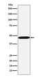 Actin Like 6A antibody, M05553, Boster Biological Technology, Western Blot image 