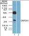 Glucosamine-6-Phosphate Deaminase 1 antibody, orb96245, Biorbyt, Western Blot image 