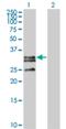 C1q And TNF Related 2 antibody, H00114898-M01, Novus Biologicals, Western Blot image 