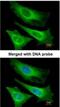 TNNI3 Interacting Kinase antibody, NBP1-32837, Novus Biologicals, Immunofluorescence image 