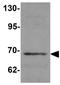 WIZ Zinc Finger antibody, GTX17094, GeneTex, Western Blot image 