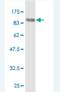 Fas Associated Factor 1 antibody, H00011124-M03, Novus Biologicals, Western Blot image 