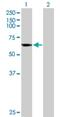 Cytochrome P450 Family 4 Subfamily B Member 1 antibody, H00001580-D01P, Novus Biologicals, Western Blot image 