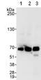 G Protein Nucleolar 3 antibody, ab70346, Abcam, Immunoprecipitation image 