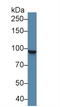 Signal Transducer And Activator Of Transcription 5A antibody, LS-C296429, Lifespan Biosciences, Western Blot image 