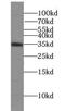 Syntaxin 11 antibody, FNab08445, FineTest, Western Blot image 