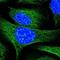 Dynactin Subunit 2 antibody, NBP1-85277, Novus Biologicals, Immunofluorescence image 