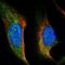 Translational Activator Of Cytochrome C Oxidase I antibody, PA5-55043, Invitrogen Antibodies, Immunofluorescence image 