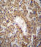 C-X-C Motif Chemokine Ligand 12 antibody, LS-C167170, Lifespan Biosciences, Immunohistochemistry paraffin image 