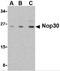 Nucleolar Protein 3 antibody, 2225, ProSci, Western Blot image 