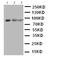 Signal Transducer And Activator Of Transcription 4 antibody, orb76206, Biorbyt, Western Blot image 