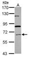 Acyl-CoA Oxidase 1 antibody, NBP2-15249, Novus Biologicals, Western Blot image 